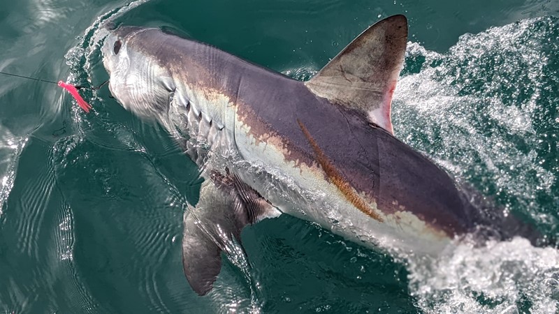 Shark Trips  Fishing Trips From Poole, Dorset
